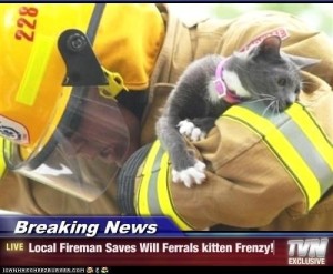 Save-the-Kitten.jpg