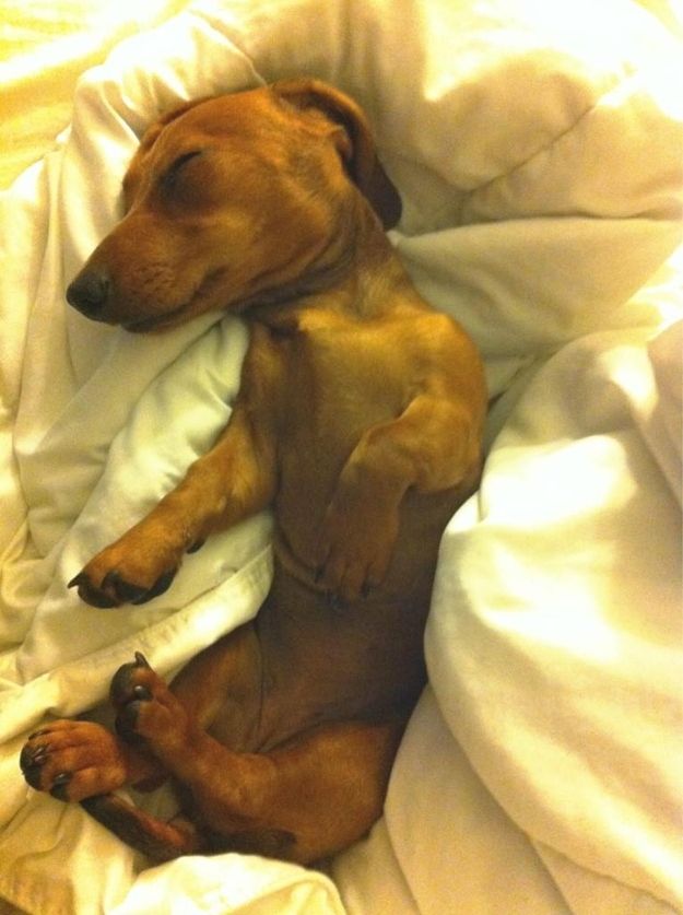 dachshund-dog-sleeping-position